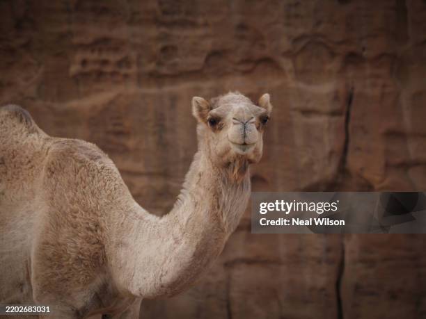 saudi arabia - chameau photos et images de collection
