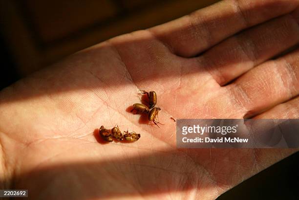 Person holds red turpentine beetles which attack pine trees July 23, 2003 near Idyllwild, California. Southern California's native pines are being...