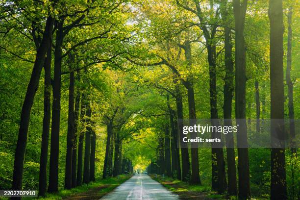 serene tree-lined road in the netherlands - wood sprite stock pictures, royalty-free photos & images