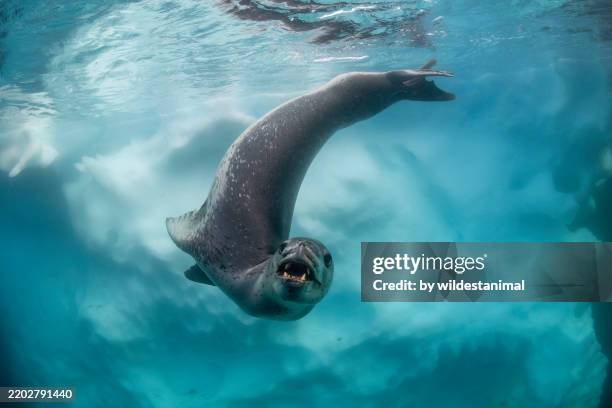 leopard seal swimming around an iceberg, port lockroy, antarctica. - spiny sea creatures stock pictures, royalty-free photos & images
