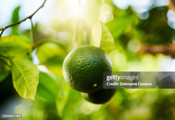 arance verdi fresche appese all'albero illuminato dal sole - albero di limone foto e immagini stock
