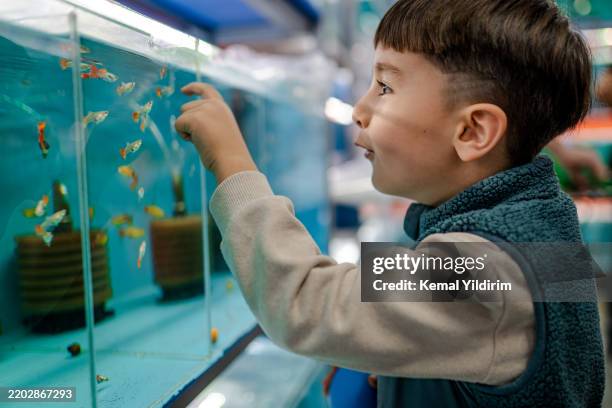 little boy looking into a fish tank - aquarium stockfoto's en -beelden