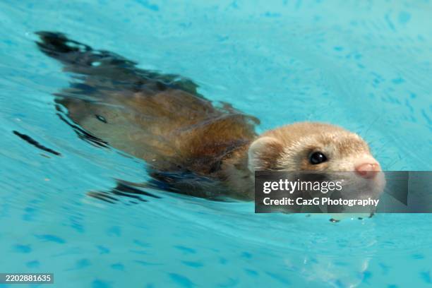 baby ferrets swimming - weasel stock pictures, royalty-free photos & images