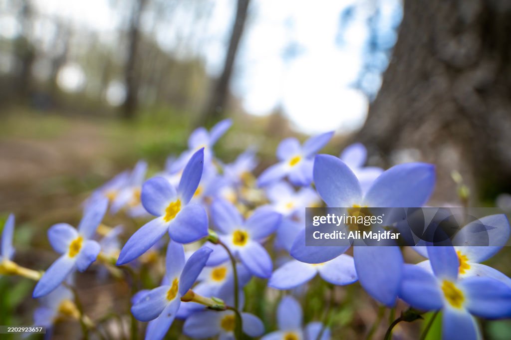 Perennial herb