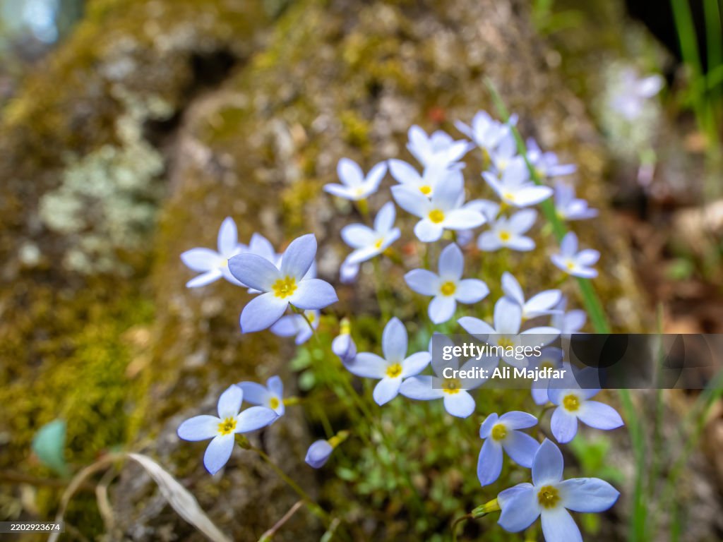 Bluets in Springtime