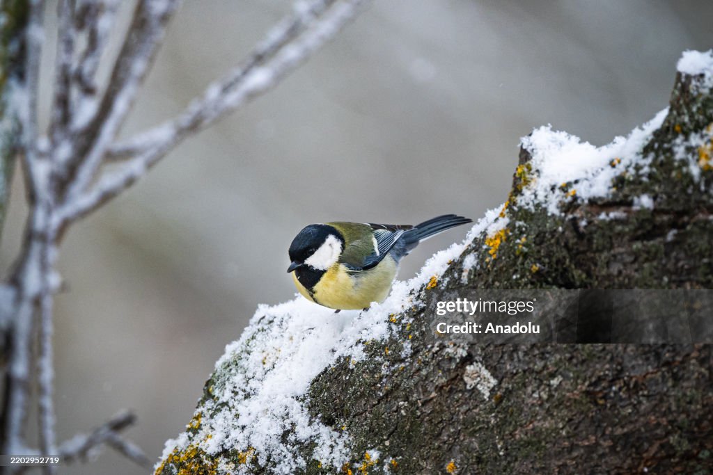 Spring arriving in Manyas Bird Sanctuary National Park, Turkiye