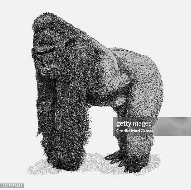 silver-back gorilla sanding - gorilla stock illustrations