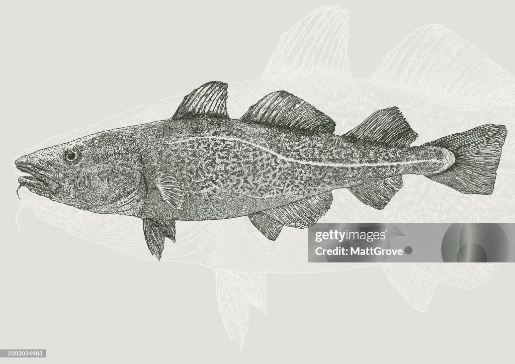 Free Vector Cod Fish Cod Fish Seafood High-Res Vector Graphic - Getty Images