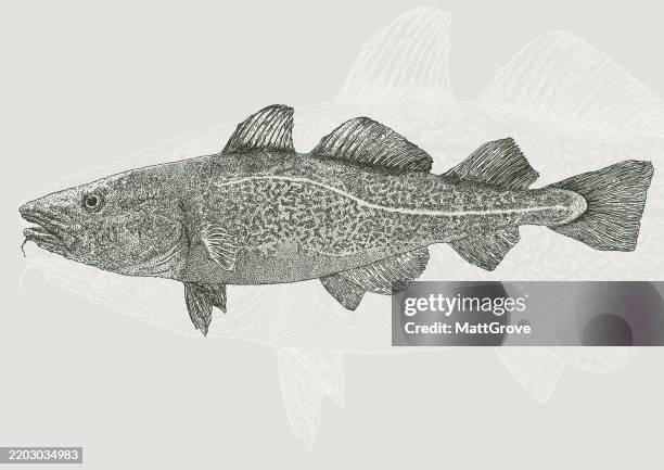 Cod Fish Seafood High-Res Vector Graphic - Getty Images