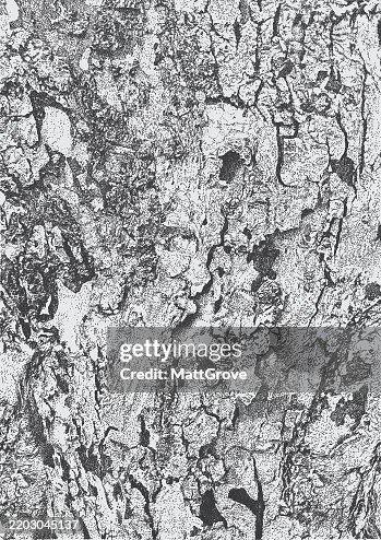 Flakey Tree Bark Brown Ash Flakey Tree Bark Brown Ash