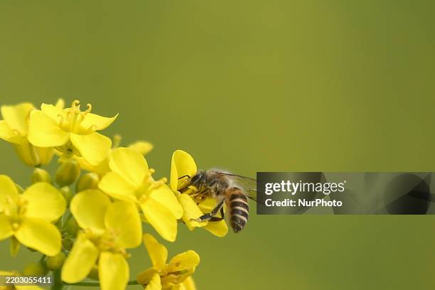 Honey bee collects nectar and pollen from mustard flowers in a mustard field on the outskirts of the Kathmandu Valley in Lalitpur on March 6, 2025.