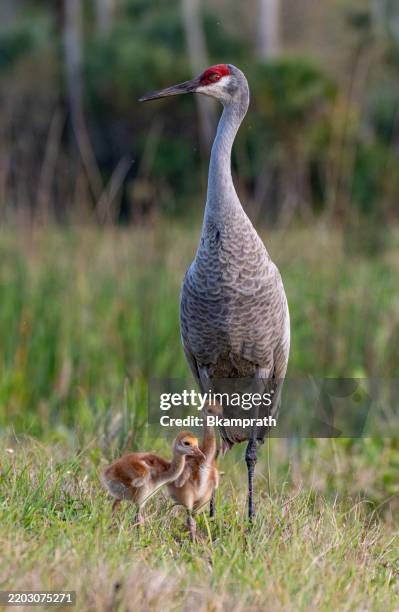 sandhill crane and colts "chicks" in orlando wetlands park in central florida usa - gliedmaßen körperteile stock-fotos und bilder