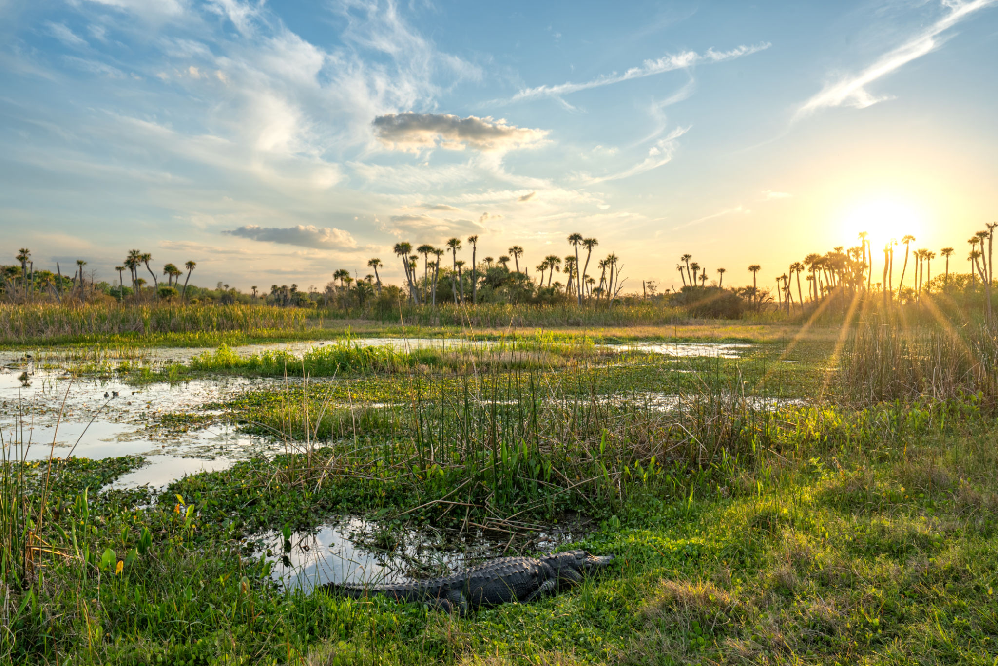 florida wildlife