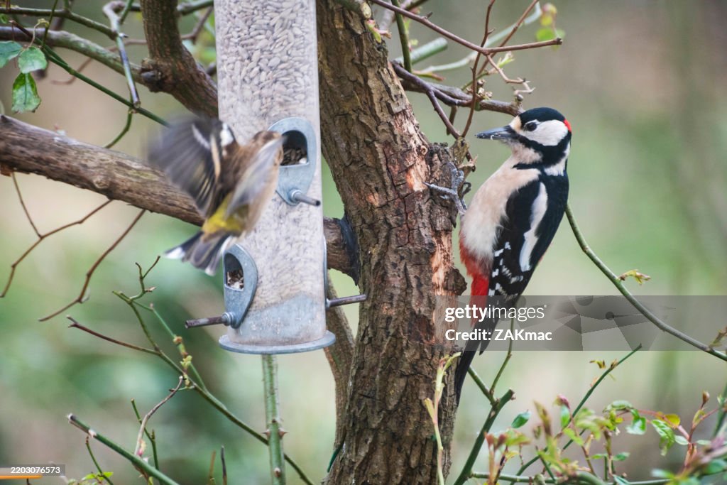 Grande pica-pau manchado sentado em um tronco de árvore e comendo sementes de girassol de um alimentador de pássaros em um jardim britânico.