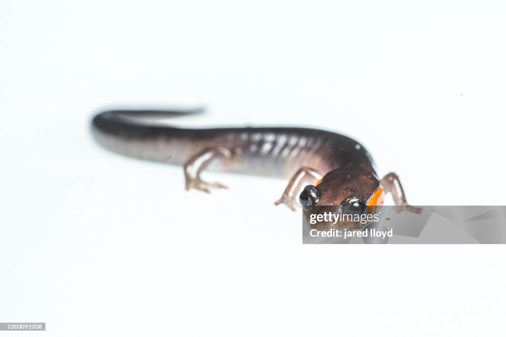 Close-Up of Jordan's Red-Cheeked Salamander in Great Smoky Mountains National Park