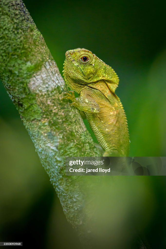 Smooth helmeted iguana perched on a tree branch in a natural forest setting