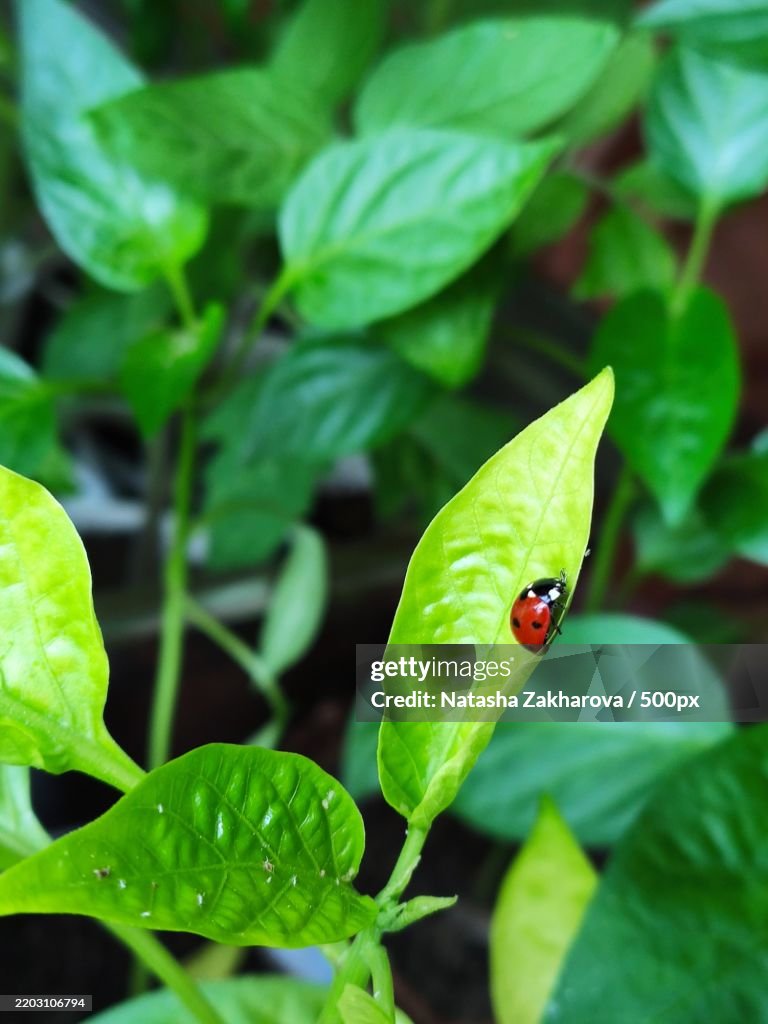Ladybug and aphids sit on the green leaves of bell pepper seedlings