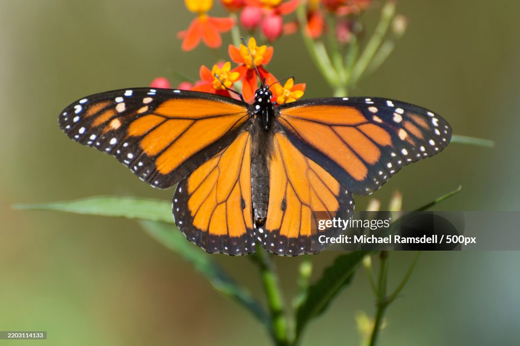 Close-up of butterfly on flower,Cincinnati,Ohio,United States,USA