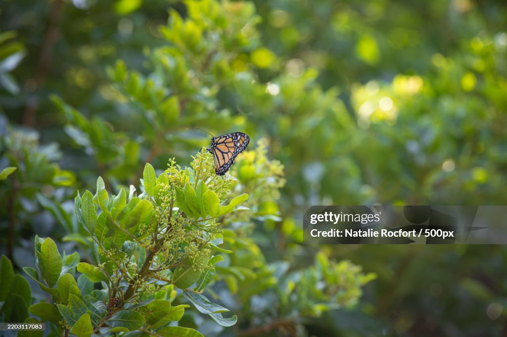 Monarch butterfly feeding in pollinating flowers during shiny sunny day