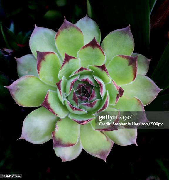 close-up of succulent plant - sempervivum stock-fotos und bilder