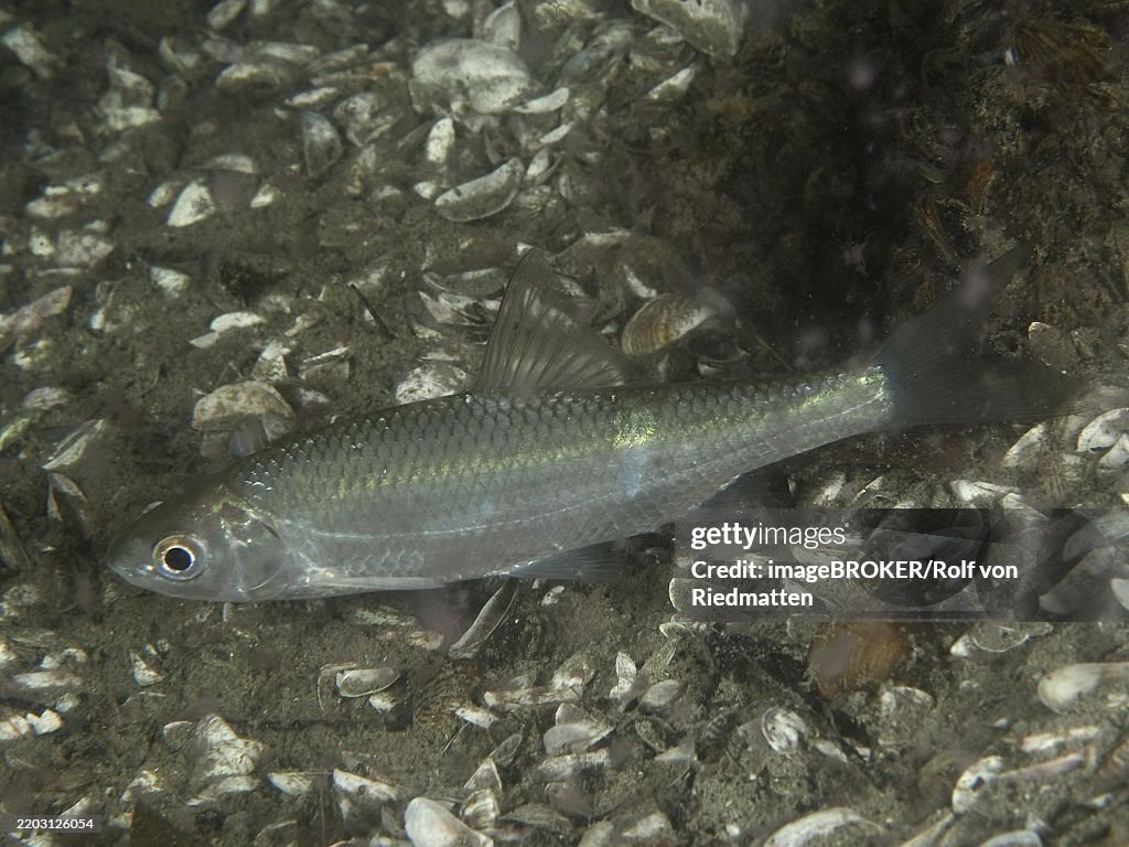 A chub, Alet (Leuciscus cephalus) resting on a bottom of gravel and mussel shells, Terlinden dive site, Küsnacht, Lake Zurich, Canton Zurich, Switzerland, Europe