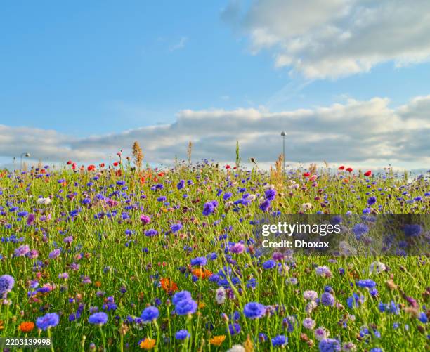 prairie de fleurs sauvages d’été lumineuse sous un ciel chaud avec des nuages - fleur sauvage photos et images de collection