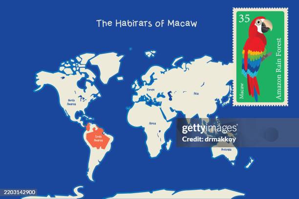 macaw - wildlife cartoon map - macaw stock illustrations