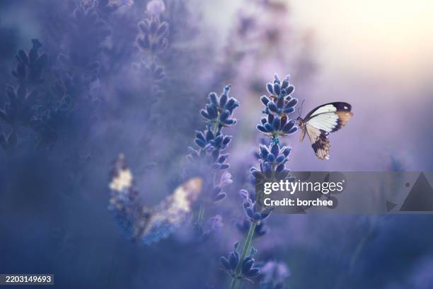campo di lavanda con farfalle - farfalla foto e immagini stock