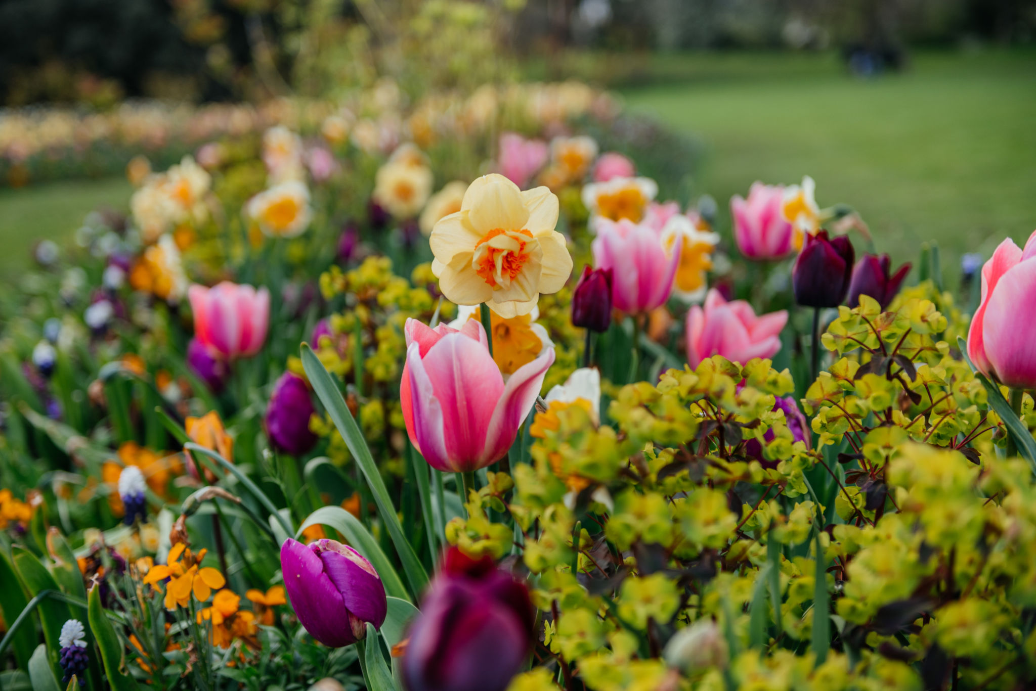 spring flowers garden