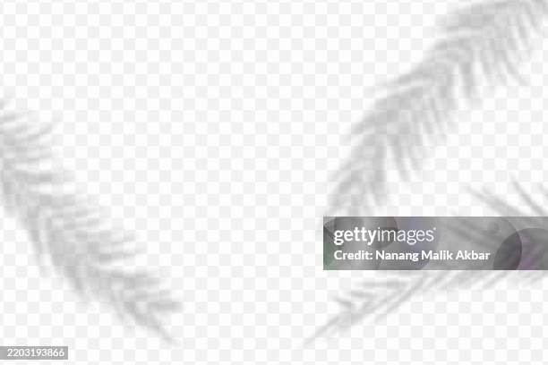tree and leaf shadow overlay with transparent background - sun ray window stock illustrations