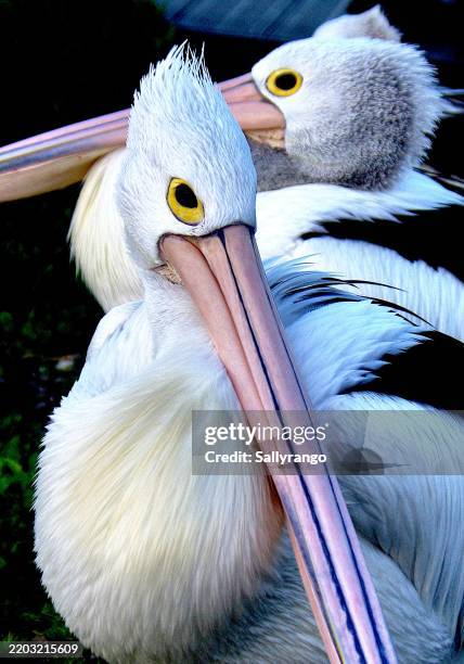 close up of an australian pelican with its head turned. - pelikaan stockfoto's en -beelden