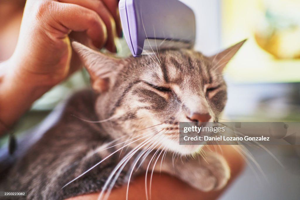 Veterinarian combing a grey cat with a flea comb