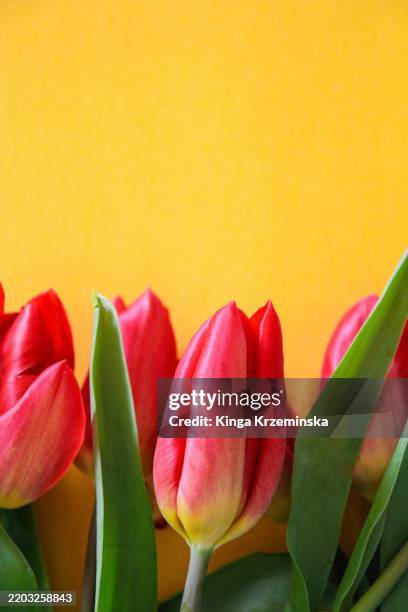 tulips - anniversary card stock pictures, royalty-free photos & images