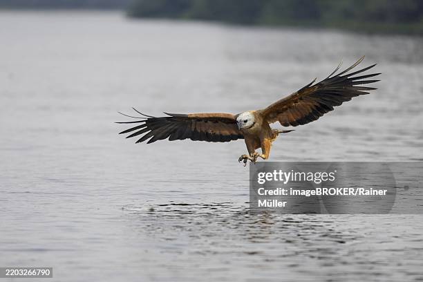 Approaching Hawk 132 Black Collared Hawk Busarellus Nigricollis Stock Photos, High-Res ...