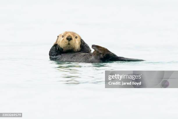 sea otter resting with paws on face, kenai fjords national park - endangered species united states stock pictures, royalty-free photos & images