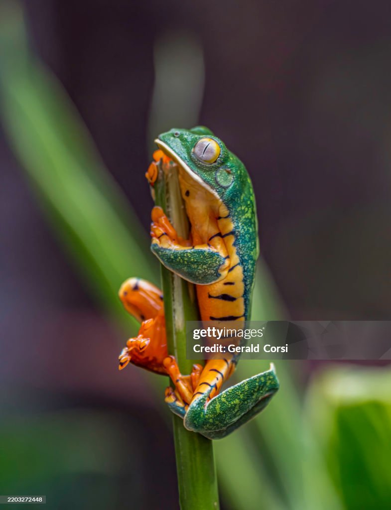 Cruziohyla calcarifer, the splendid leaf frog, splendid treefrog or Barred Leaf Frog, is a tree frog of the family Hylidae and found in the forest in Costa Rica