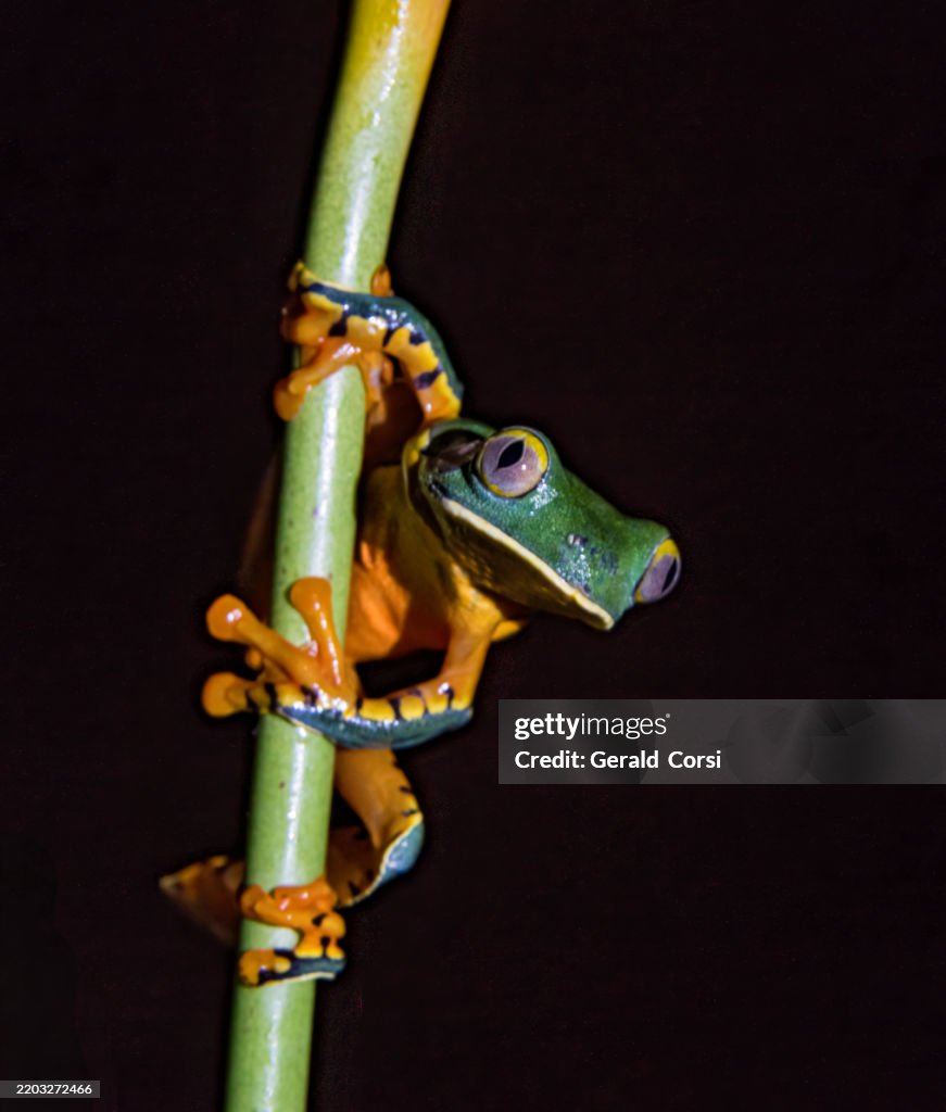 Cruziohyla calcarifer, the splendid leaf frog, splendid treefrog or Barred Leaf Frog, is a tree frog of the family Hylidae and found in the forest in Costa Rica