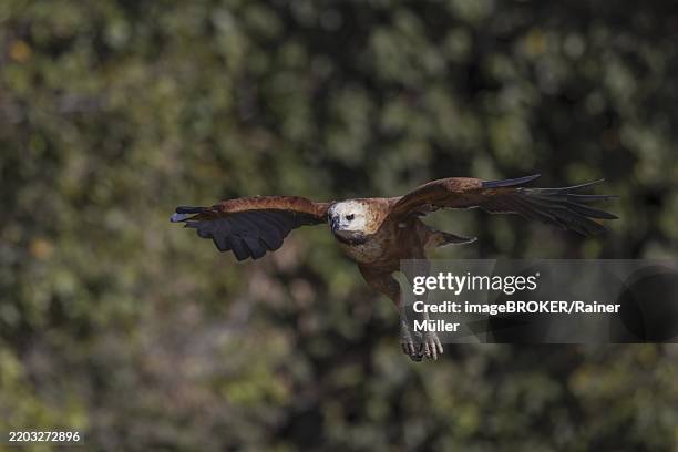 Approaching Hawk 132 Black Collared Hawk Busarellus Nigricollis Stock Photos, High-Res ...
