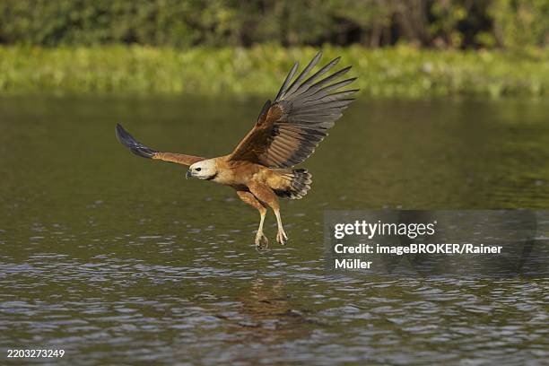 Approaching Hawk 132 Black Collared Hawk Busarellus Nigricollis Stock Photos, High-Res ...