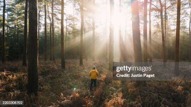 rear view of an unrecognisable man in the forest looking at the sun light streaming through the trees - pine tree stock pictures, royalty-free photos & images