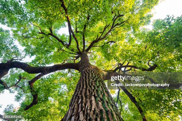 a view of a tall, green tree in the springtime, with its luscious, green limbs. - zona arbolada fotografías e imágenes de stock