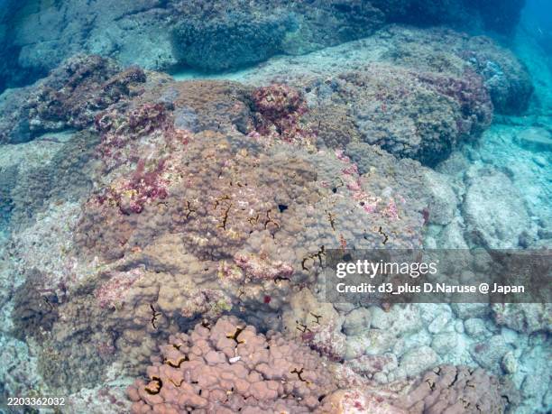 A Group Of Corals Acropora Pruinosa That Have Collapsed Due To The Bleaching Phenomenon shikinejima Island Izu Islands Tokyo 2024, Photo