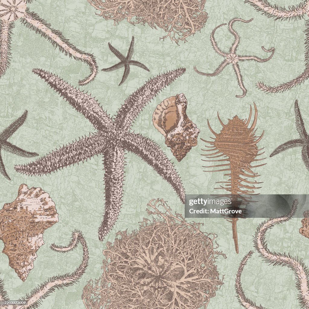 Coral Reef, Tidal Pool, Starfish, Sea Anemone, Seaweed, Shells