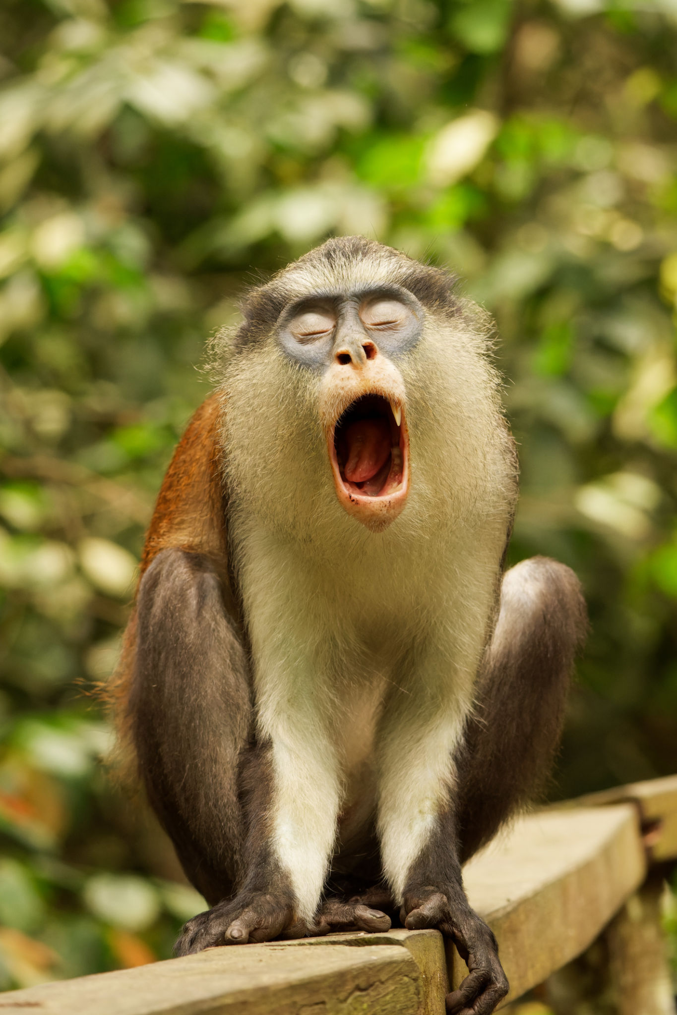 lagos wildlife