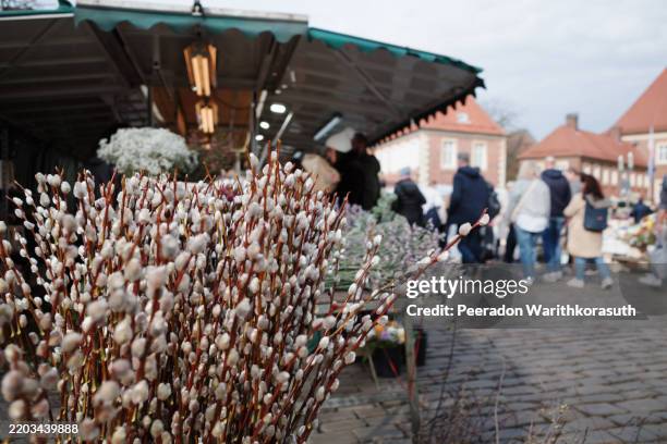 lush bundle of pussy willow branches at outdoor market. - pussy willow stock pictures, royalty-free photos & images