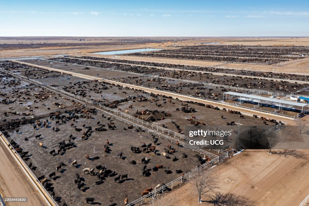 Colorado Cattle Feedlot