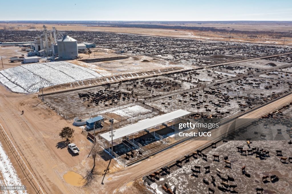 Colorado Cattle Feedlot