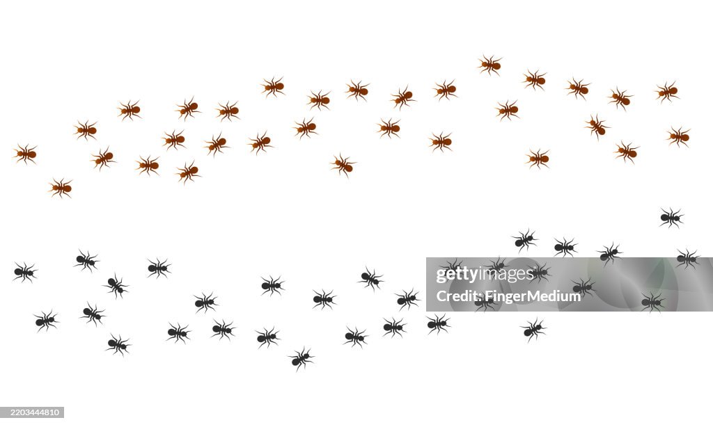 Ants walking vector set