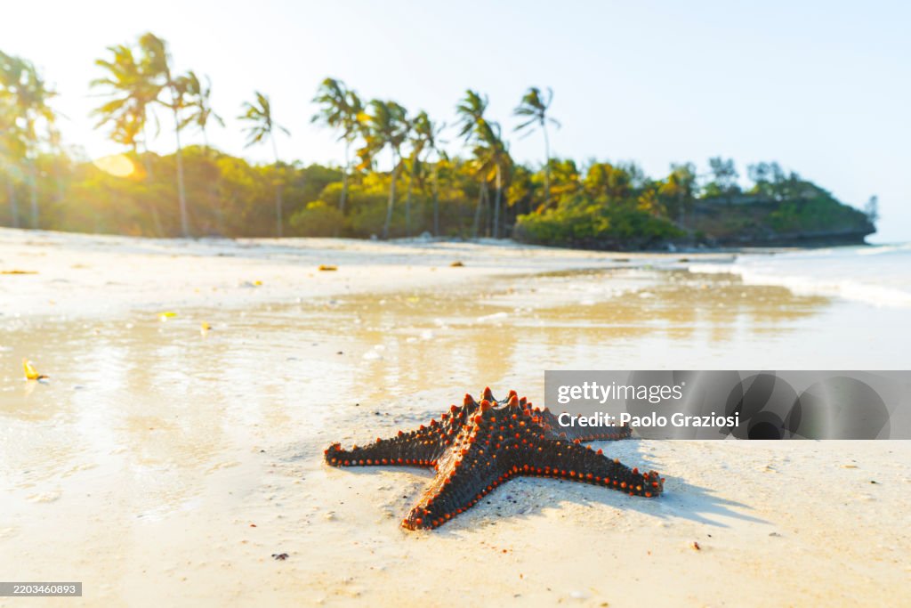 Red starfish by the coastline at sunset