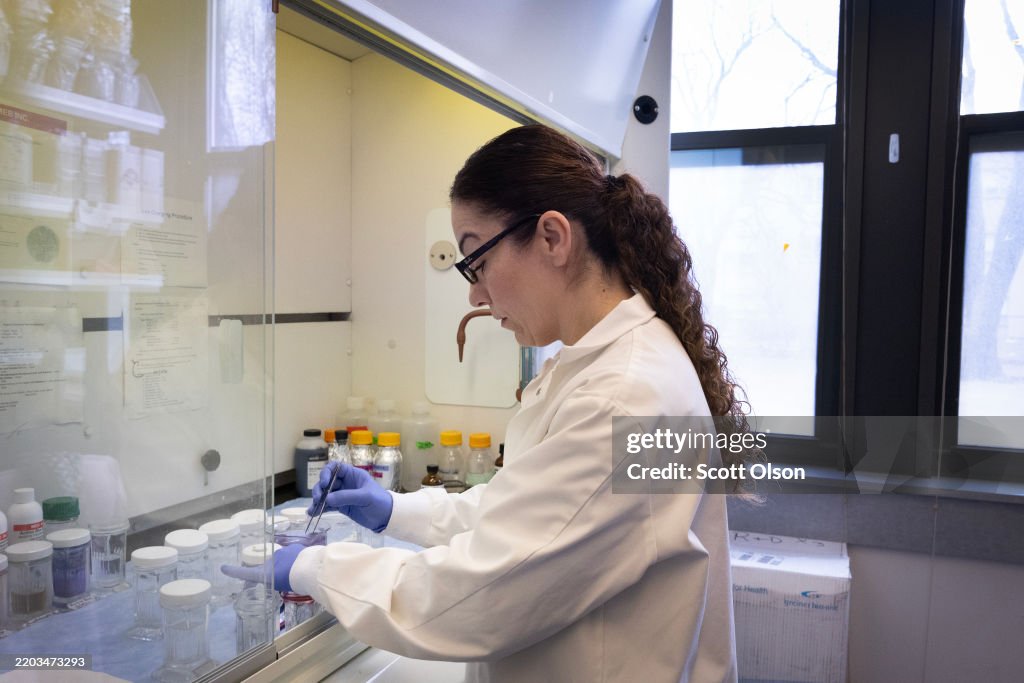 Lab Rita Sf Rita Roberts does research on skin wound healing in a lab in the ...